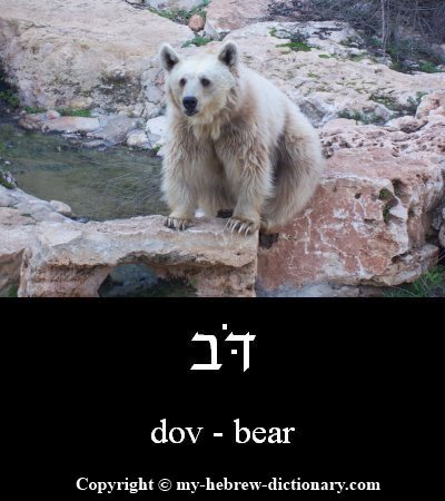 Bear in Hebrew