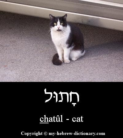 Cat in Hebrew