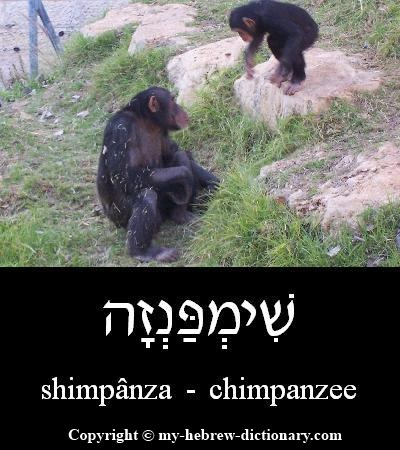 Chimpanzee in Hebrew