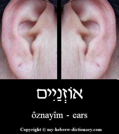 Ears in Hebrew