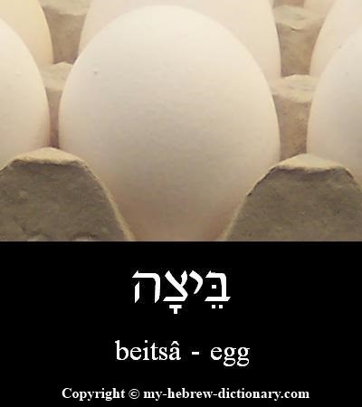 Egg in Hebrew