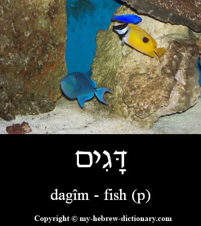 Fish in Hebrew