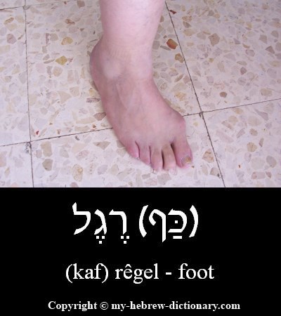 Foot in Hebrew