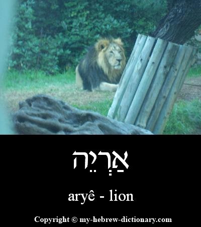 Lion in Hebrew