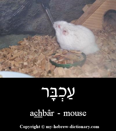 Mouse in Hebrew