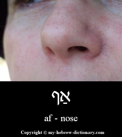 Nose in Hebrew