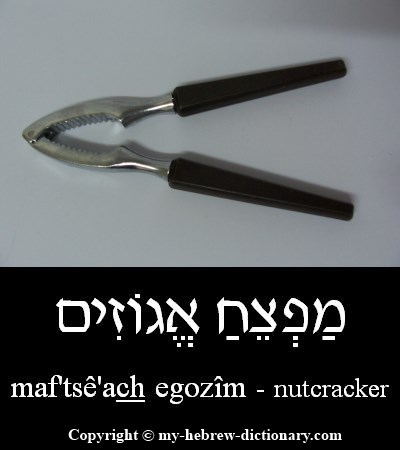 Nutcracker in Hebrew