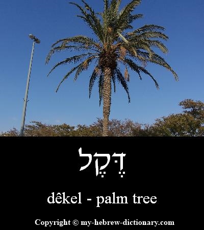 Palm Tree in Hebrew