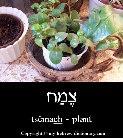 Plant in Hebrew