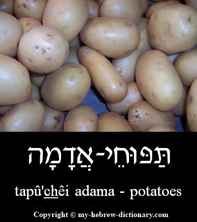 Potatoes in Hebrew