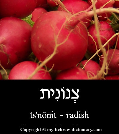Radish in Hebrew