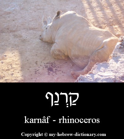 Rhinoceros in Hebrew