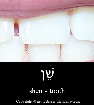 Tooth in Hebrew