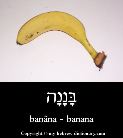 Banana in Hebrew