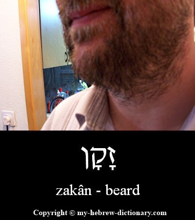 Beard in Hebrew