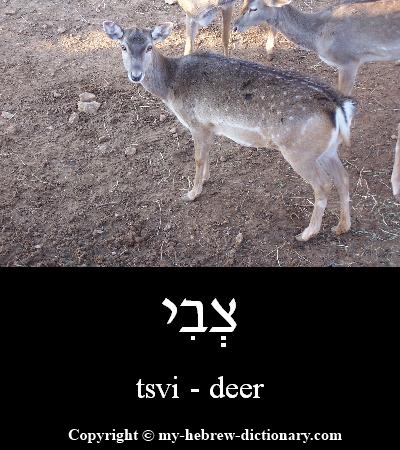 Deer in Hebrew