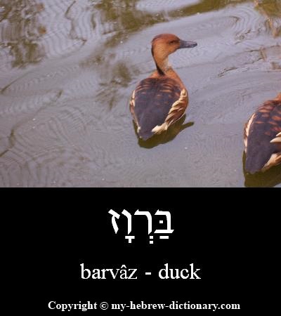 Duck in Hebrew