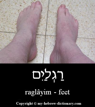 Feet in Hebrew