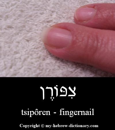 Fingernail in Hebrew