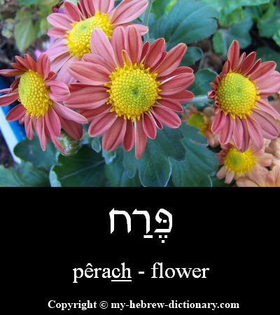 Flower in Hebrew