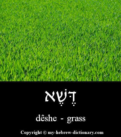 Grass in Hebrew