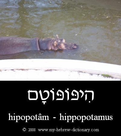 Hippopotamus in Hebrew