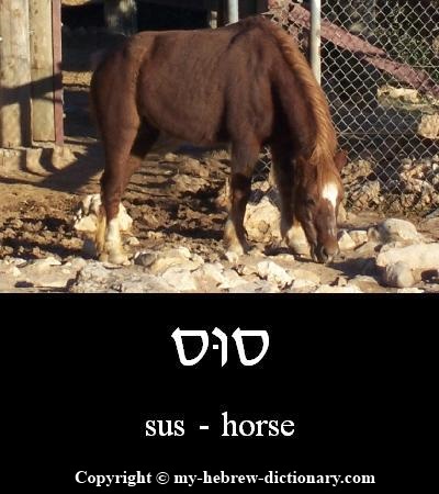 Horse in Hebrew