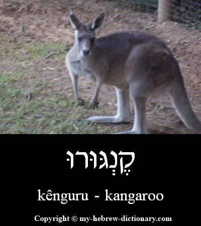 Kangaroo in Hebrew