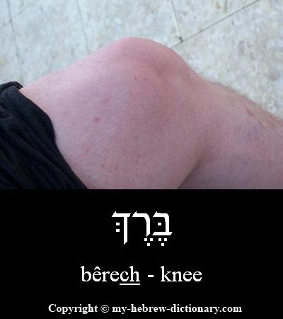 Knee in Hebrew