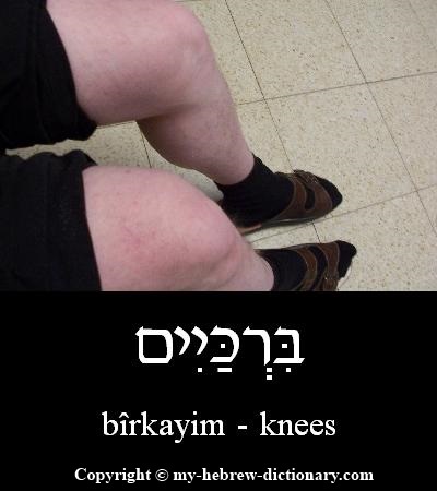 Knees in Hebrew