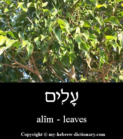 Leaves in Hebrew