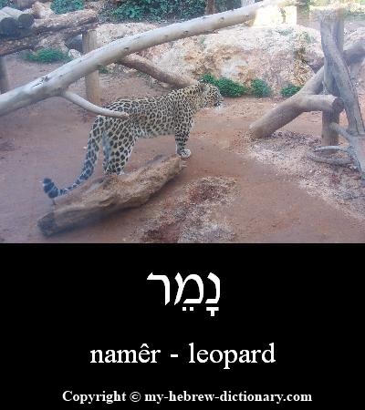 Leopard in Hebrew