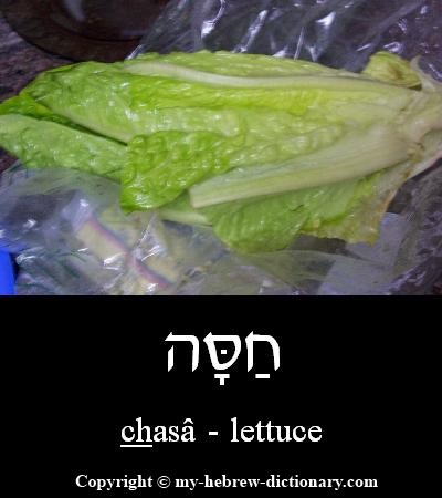 Lettuce in Hebrew