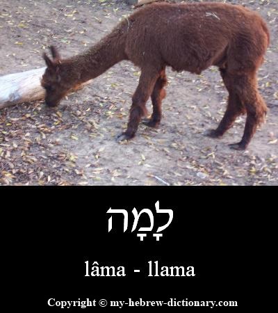 Llama in Hebrew