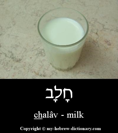 Milk in Hebrew