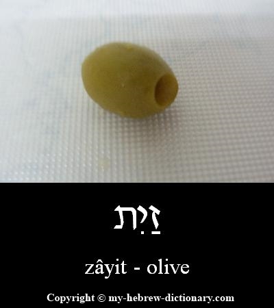 Olive in Hebrew
