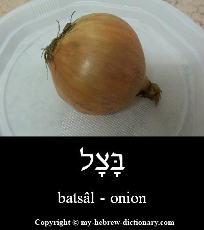 Onion in Hebrew