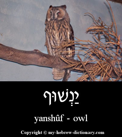 Owl in Hebrew
