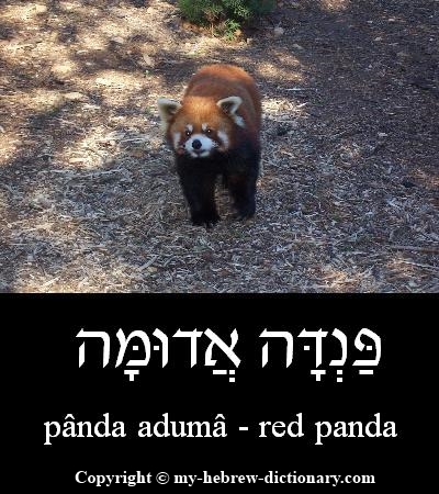 Panda in Hebrew