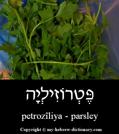 Parsley in Hebrew