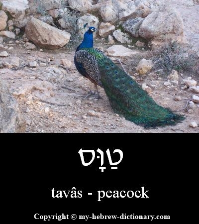 Peacock in Hebrew