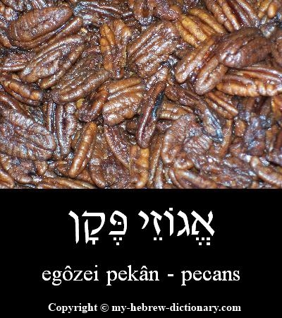 Pecans in Hebrew