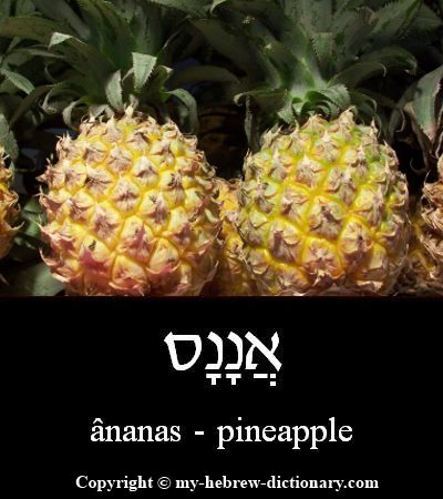 Pineapple in Hebrew