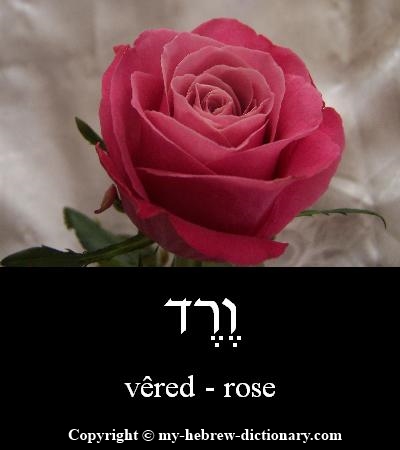 Rose in Hebrew
