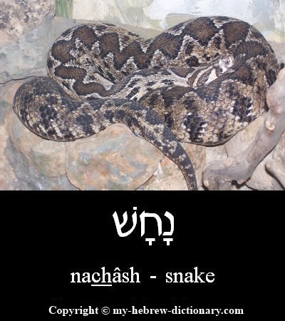 Snake in Hebrew