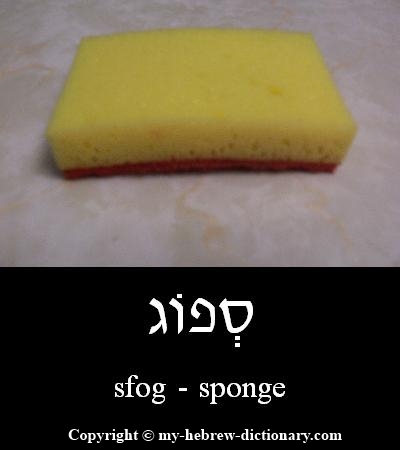 Sponge in Hebrew