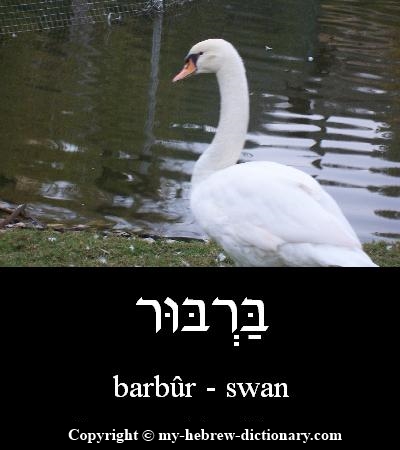Swan in Hebrew