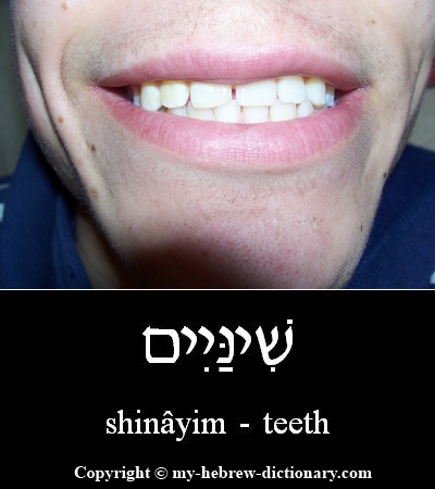 Teeth in Hebrew