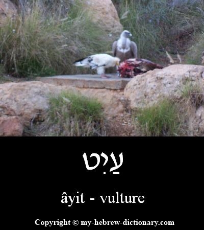 Vulture in Hebrew